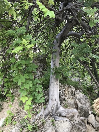 Bursera excelsa, photographed by José Alfredo Rosas Córdova