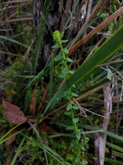 Gonocarpus teucrioides, photographed by Joe Atkinson