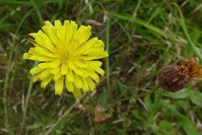 Microseris laciniata, photographed by Don Boucher
