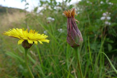 Microseris laciniata, photographed by Don Boucher