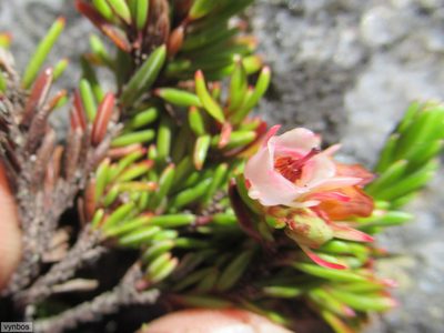 Erica depressa, photographed by Chris Vynbos