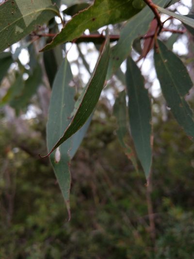 Eucalyptus tenuiramis, photographed by Joe Atkinson