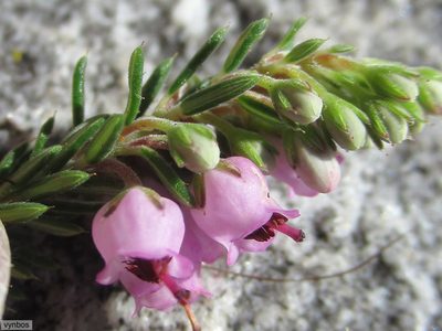 Erica strigosa, photographed by Chris Vynbos