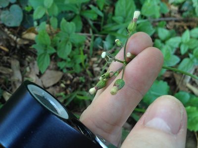 Exostigma notobellidiastrum, photographed by Étienne Lacroix-Carignan