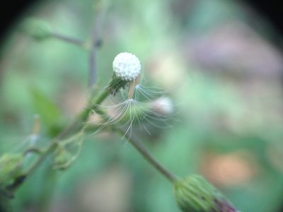 Exostigma notobellidiastrum, photographed by Étienne Lacroix-Carignan