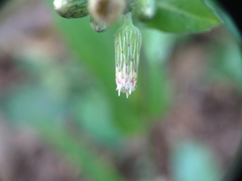 Exostigma notobellidiastrum, photographed by Étienne Lacroix-Carignan