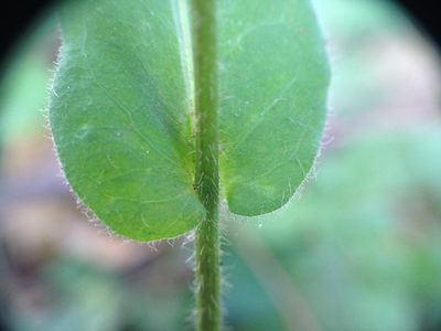 Exostigma notobellidiastrum, photographed by Étienne Lacroix-Carignan