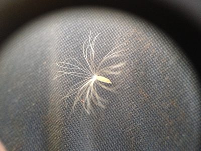 Exostigma notobellidiastrum, photographed by Étienne Lacroix-Carignan