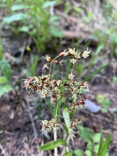Luzula hitchcockii, photographed by Whitney Brook Matson