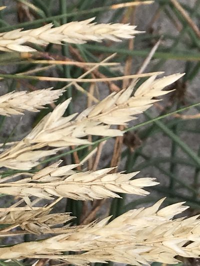 Poa macrantha, photographed by Aaron Liston