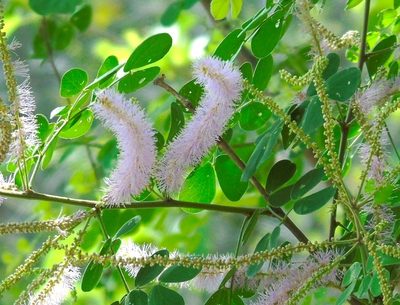 Mimosa spirocarpa, photographed by Francisco Farriols Sarabia