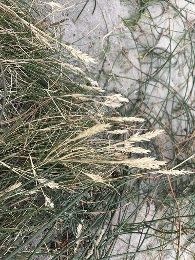 Poa macrantha, photographed by Aaron Liston