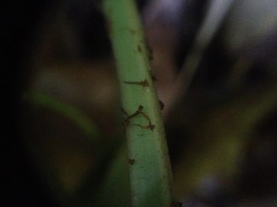 Asplenium balansae, photographed by Étienne Lacroix-Carignan