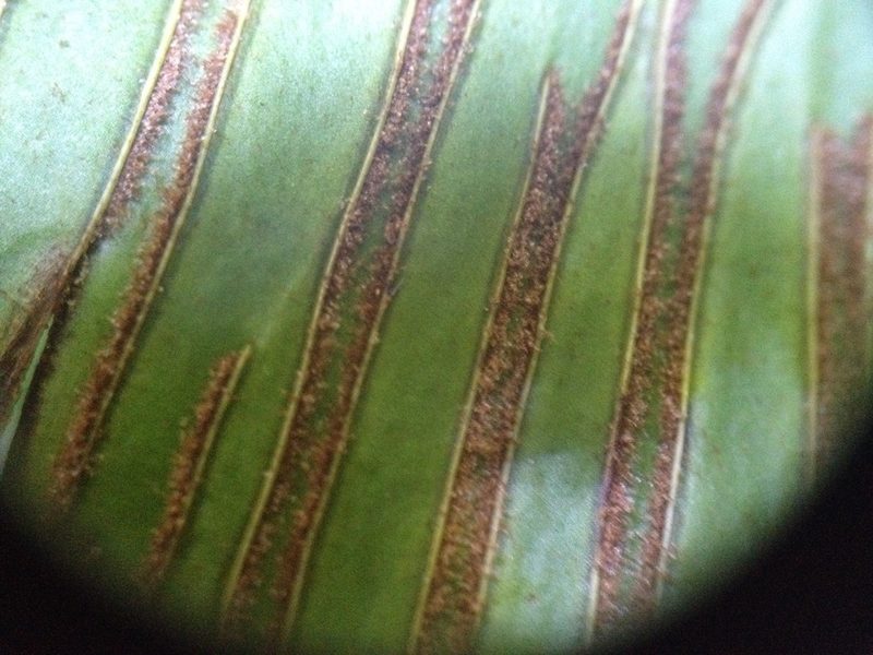 Asplenium balansae, photographed by Étienne Lacroix-Carignan