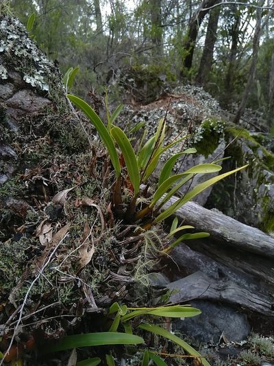 Dendrobium monophyllum, photographed by Tony van Kampen