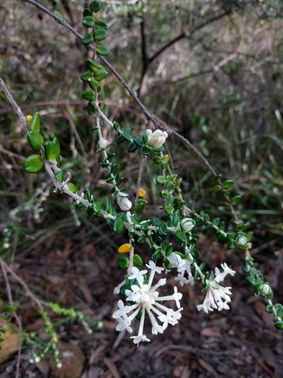 Pimelea nivea, photographed by Joe Atkinson