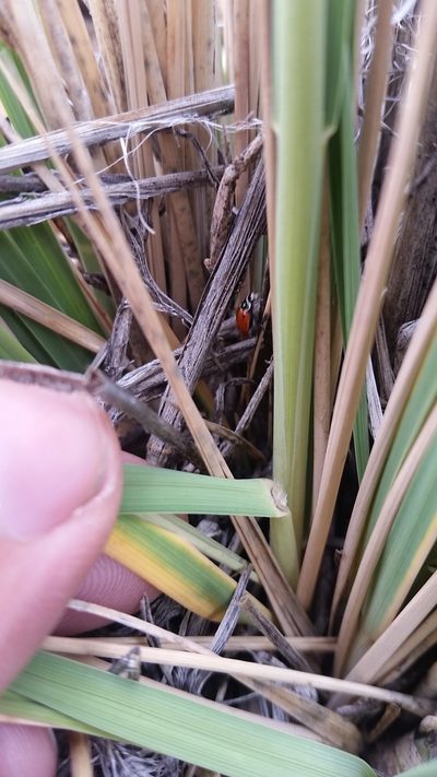 Trisetum glomeratum, photographed by cwarneke