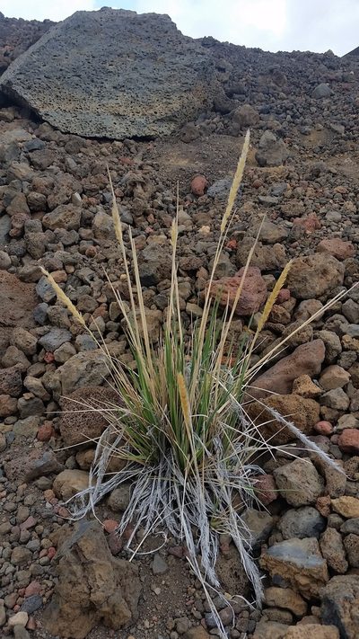Trisetum glomeratum, photographed by cwarneke