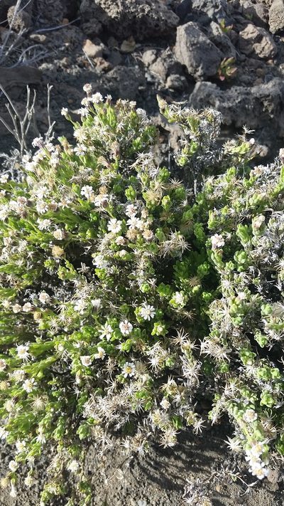 Tetramolopium humile, photographed by cwarneke