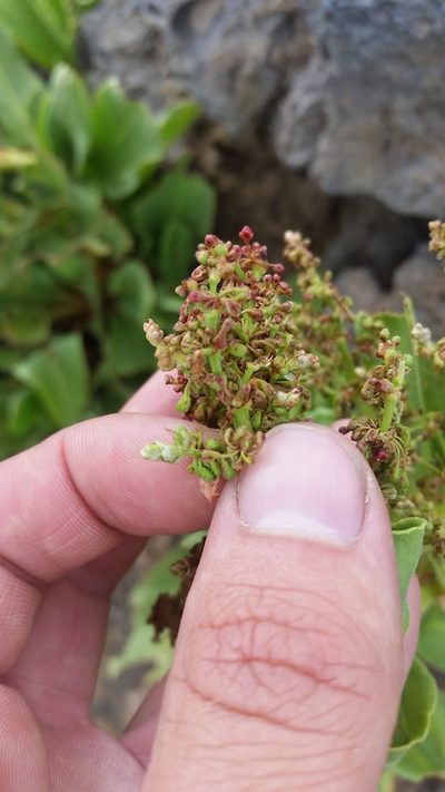 Rumex giganteus, photographed by cwarneke