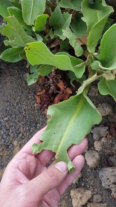 Rumex giganteus, photographed by cwarneke