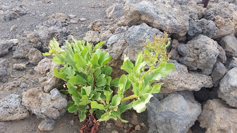 Rumex giganteus, photographed by cwarneke