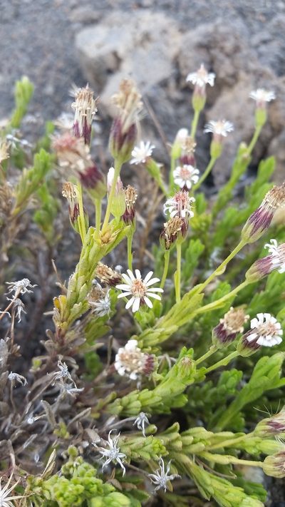 Tetramolopium humile, photographed by cwarneke