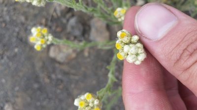 Pseudognaphalium sandwicensium, photographed by cwarneke