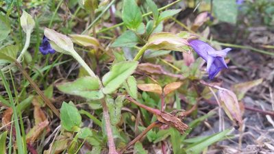 Torenia asiatica, photographed by cwarneke