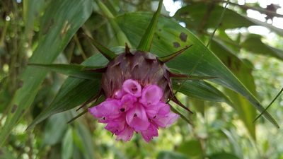 Elleanthus capitatus, photographed by Alan Rockefeller