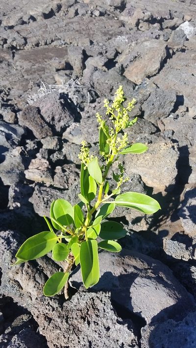 Rumex skottsbergii, photographed by cwarneke