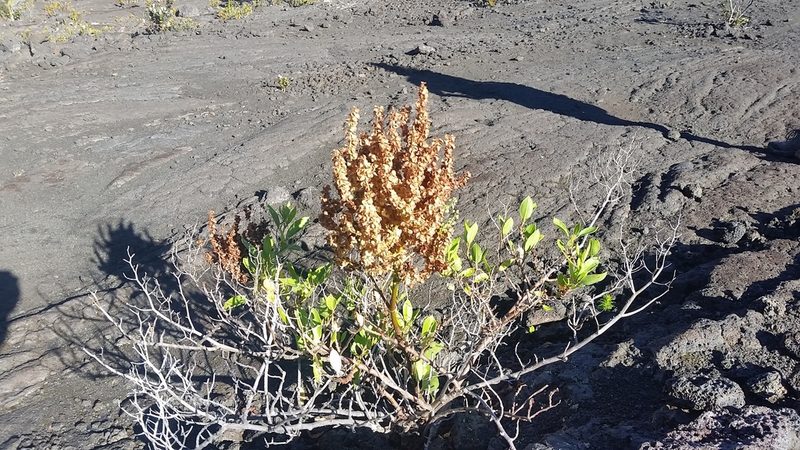 Rumex skottsbergii, photographed by cwarneke