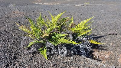 Pityrogramma austroamericana, photographed by cwarneke