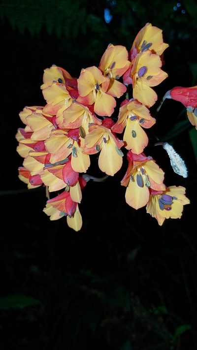 Bomarea acutifolia, photographed by Alan Rockefeller