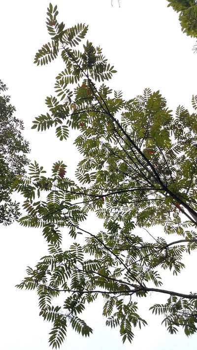 Brunellia mexicana, photographed by Alan Rockefeller