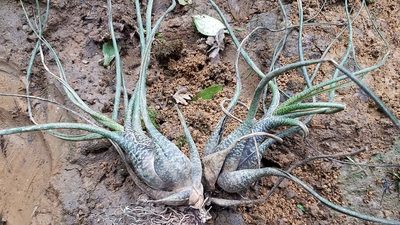 Tillandsia butzii, photographed by Alan Rockefeller