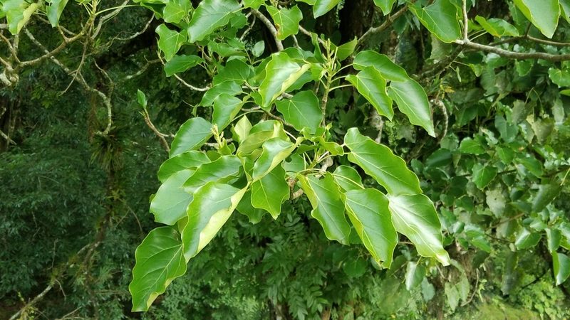 Oreopanax capitatus, photographed by Alan Rockefeller