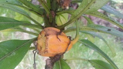 Clermontia hawaiiensis, photographed by cwarneke