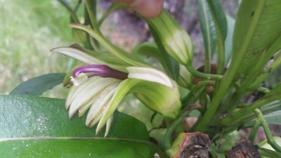 Clermontia hawaiiensis, photographed by cwarneke