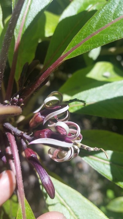 Clermontia parviflora, photographed by cwarneke