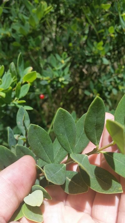 Wikstroemia phillyreifolia, photographed by cwarneke