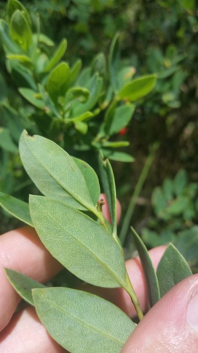 Wikstroemia phillyreifolia, photographed by cwarneke