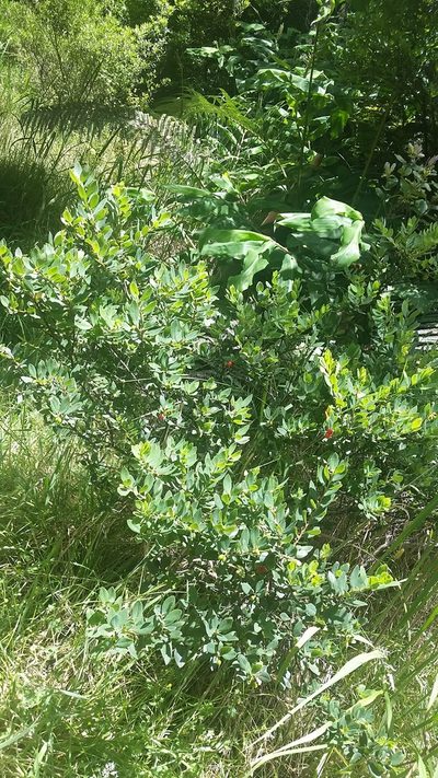 Wikstroemia phillyreifolia, photographed by cwarneke