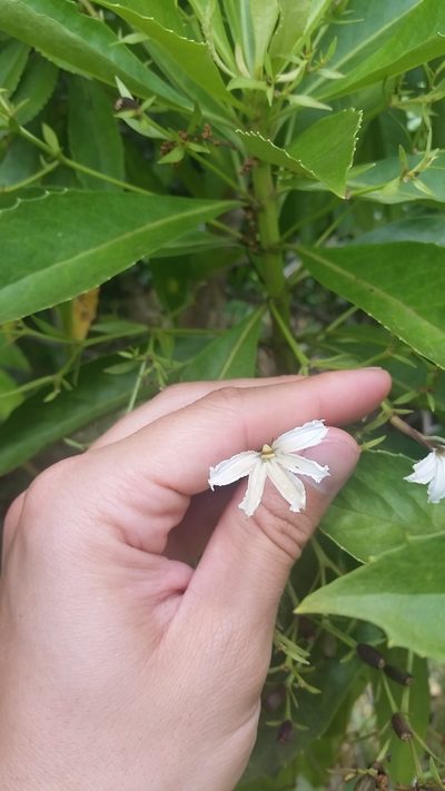 Scaevola chamissoniana, photographed by cwarneke