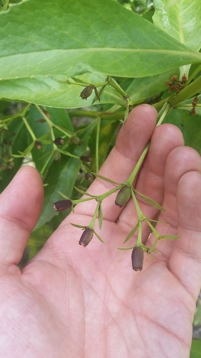 Scaevola chamissoniana, photographed by cwarneke