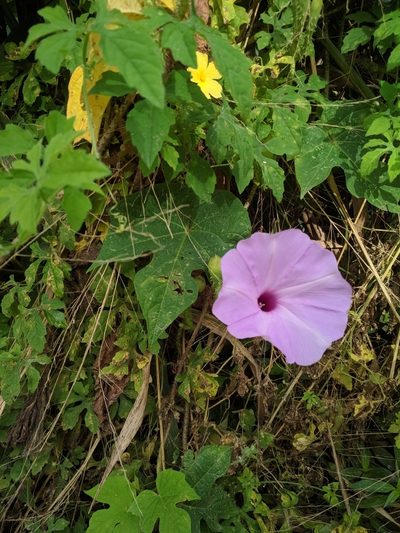Ipomoea setosa, photographed by Macelo Costa