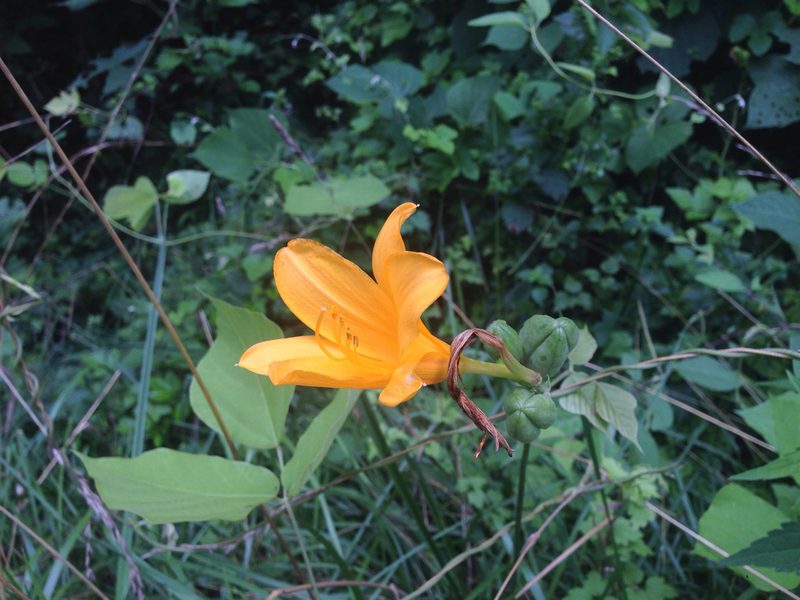 Hemerocallis hakuunensis, photographed by Kim, Hyun-tae
