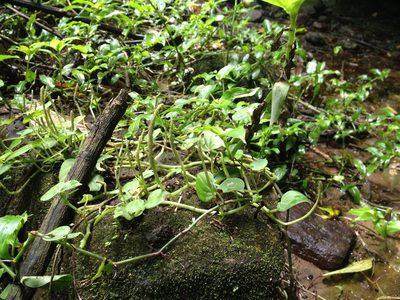 Peperomia urocarpa, photographed by Étienne Lacroix-Carignan