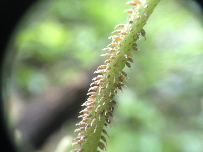 Peperomia urocarpa, photographed by Étienne Lacroix-Carignan