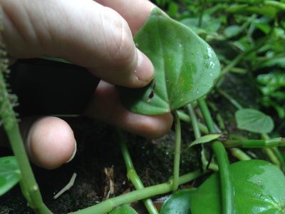 Peperomia urocarpa, photographed by Étienne Lacroix-Carignan